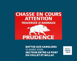 battue-sangliers-032026