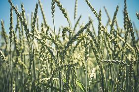 Plan-Climat-Adaptation-Secheresse-Incendies-Fonds-de-rearmement-agricole_large